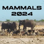 Mammals 2024 is one of the best nature documentary educative TV series on mammalian behaviour by naturalist Sir David Attenborough