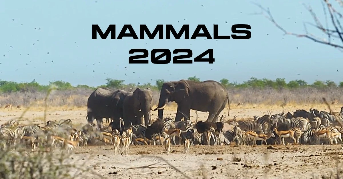 Mammals 2024 is one of the best nature documentary educative TV series on mammalian behaviour by naturalist Sir David Attenborough