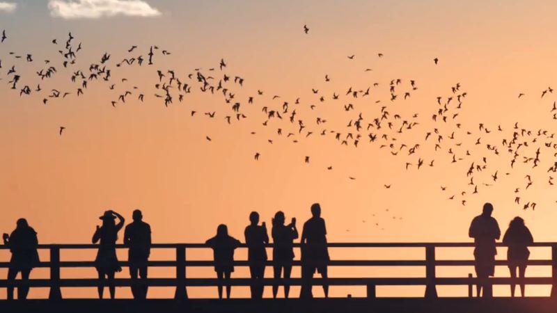 People at the Congress Avenue Bridge enjoying the bats gathering in the evening