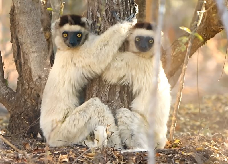 Two Sifaka lemurs hugging Salvadora tree to cool themselves down